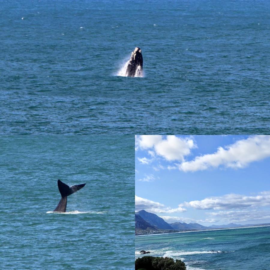 The Sun, Whales & Waves - Seafront Apartment Hermanus Buitenkant foto